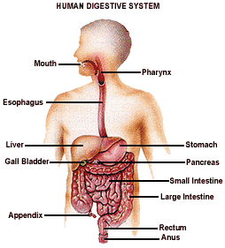 digestion process